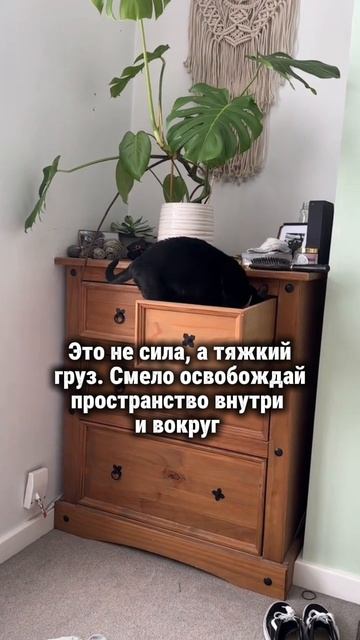 Выбрось всё #силасознания #котики #раскрытиесердца #творец #очищениеотнегатива