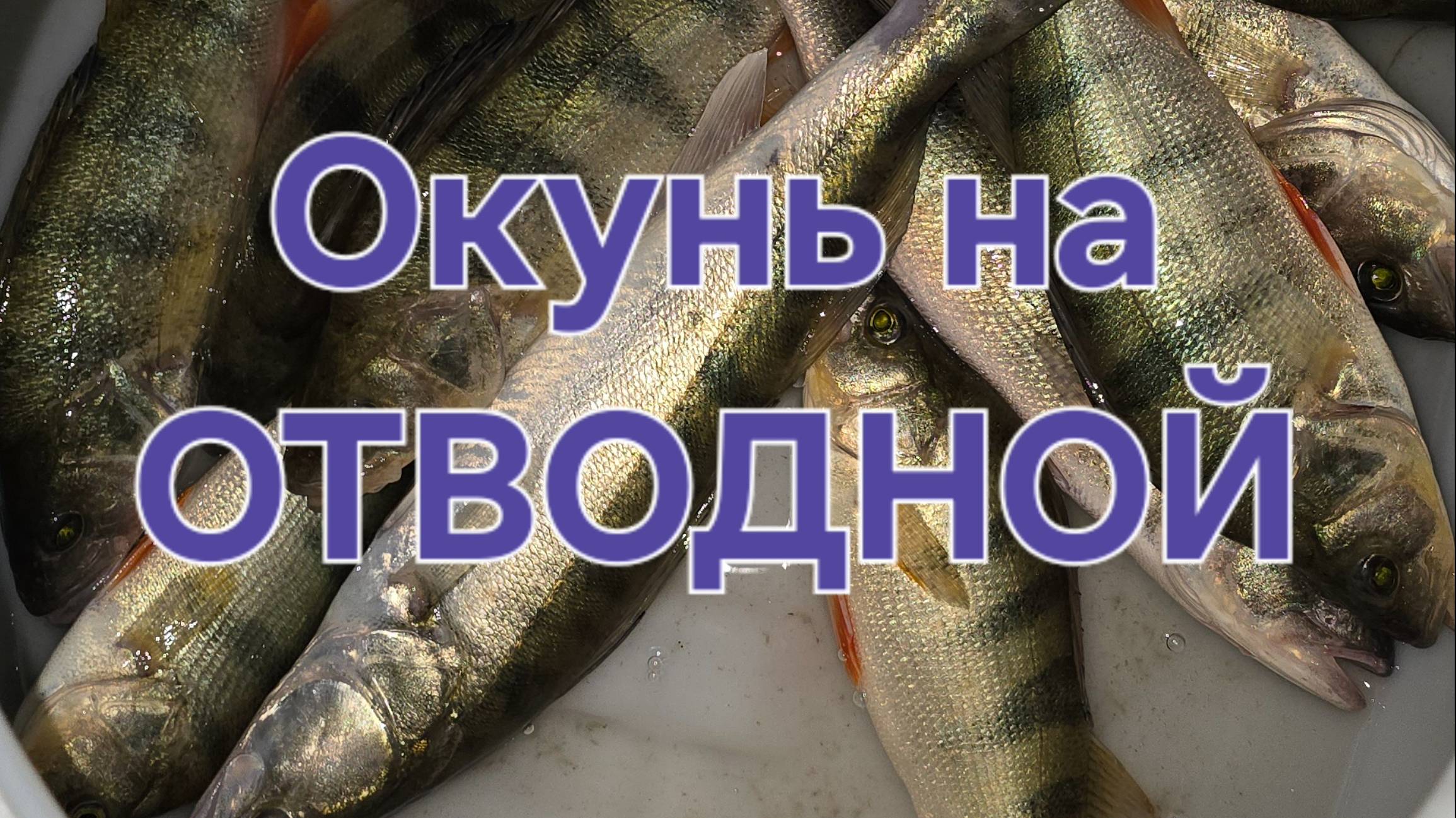 Июньский окунь на отводной. Рыбалка на оби