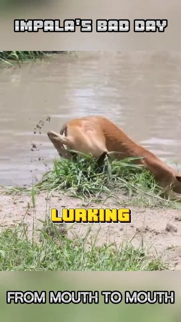 T7NJH4TKzOo - Impala's bad day. From mouth to mouth. #shorts  #animals #viral #vizard