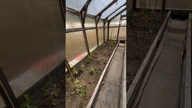 Высадка помидор 🍅 в теплицу и отличные клипсы для их подвязки.