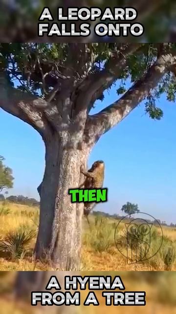 2Y3QUX56Ar0 - A Leopard Falls onto a Hyena from a Tree #shorts #nature #animals #viral