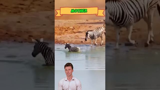 B76aN3tTawk - ＊＊＂Nature's Harsh Reality： Zebra Stallion Turns on Foal＂＊＊ #animals #shorts  #wildlife