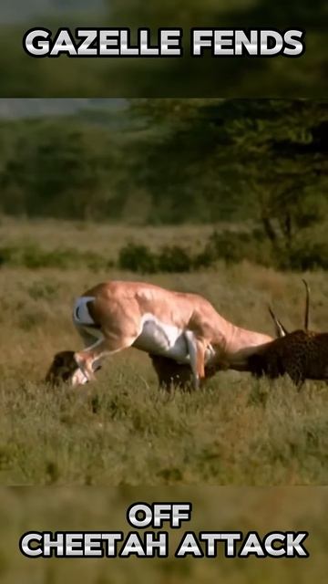 -IefFMhklEE - Gazelle Fends off Cheetah Attack #shorts #nature #animals #viral #vizard