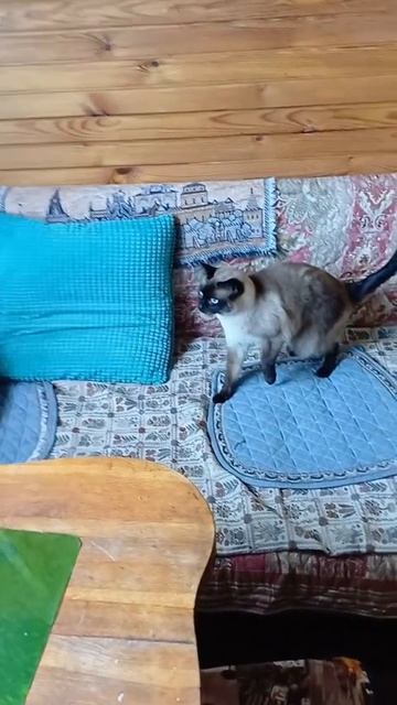 Сиамская кошка