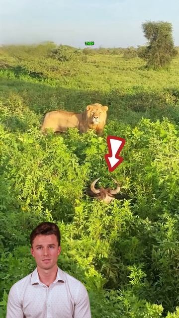VcF_NvSDfpc - ＊＊＂The Final Glance of the Hunt＂＊＊ #shorts #animals #wildlife #lion #wildlifetales