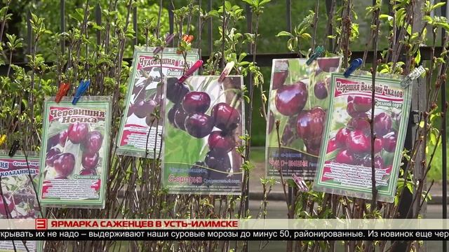 Ярмарка саженцев в Усть-Илимске 09.06.2025