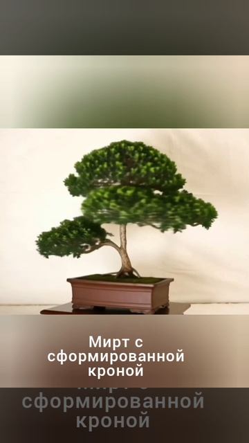 Мирт