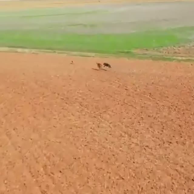 Я так за нашу сборную не болел, как за зайца!😂