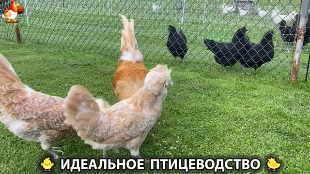 Идеальное птицеводство достойно восхищения 🐓🦆🦢🦚🦃🐔 эпизод (243)