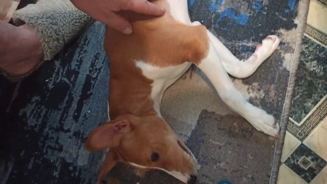 VID-20241209-WA0001.mp4