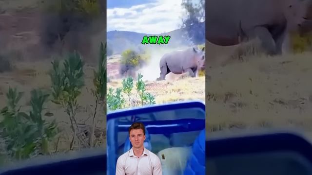 Va-Mz6xTmjU - A Mother's Resolve： Rhinoceros vs. Lions #shorts  #wildlife #animals #lion #wildlifest