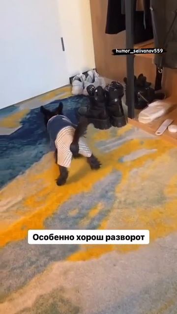 Узкий костюм песика