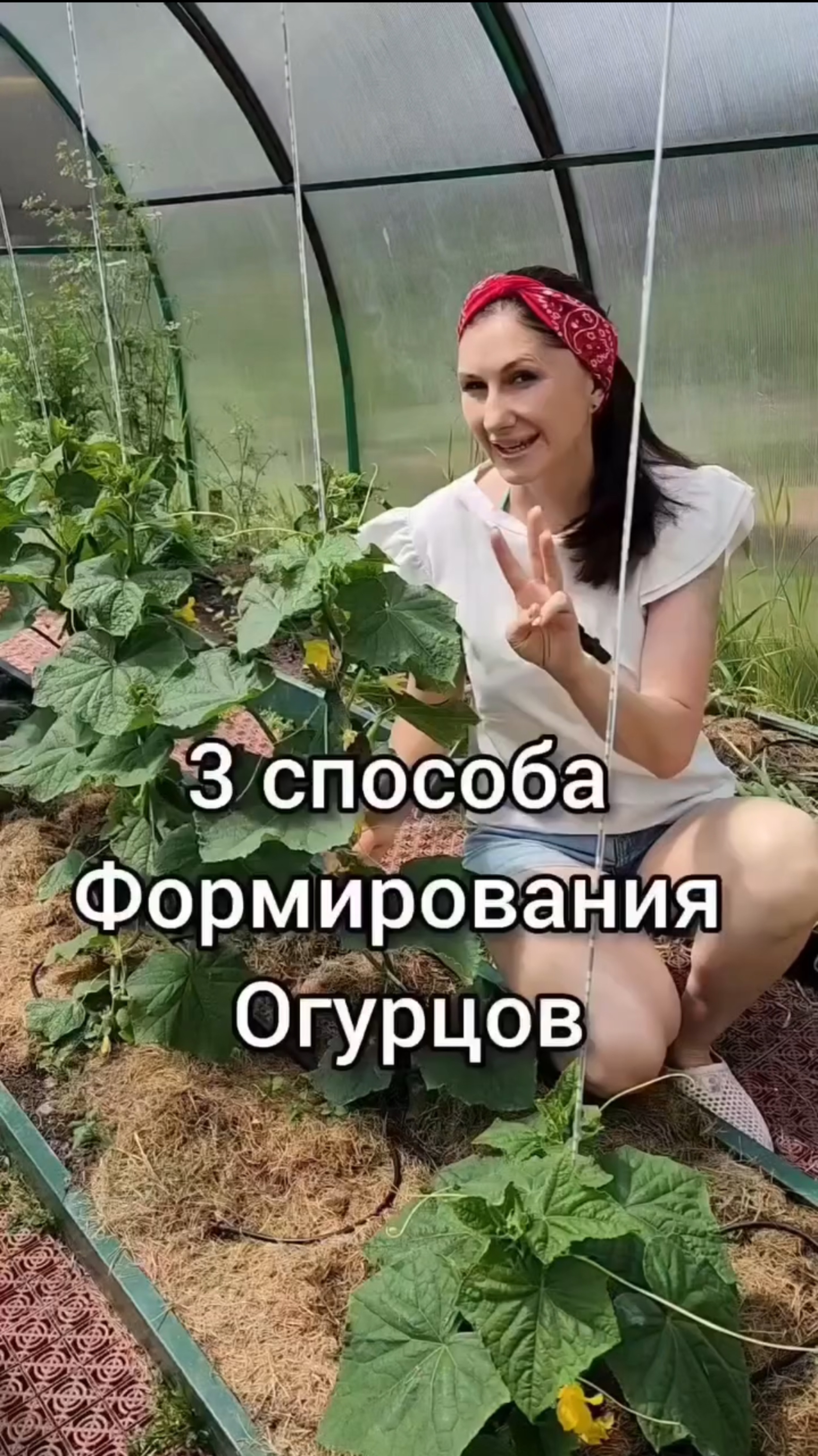 3 способа формирования огурцов в теплице