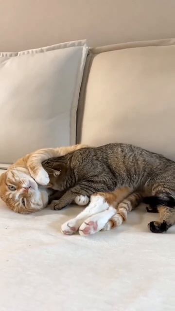 Коти😊