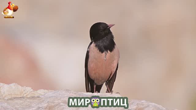 Мир птиц – красота и грация пернатых созданий Природы 🦩🦚🦜 Выпуск (201) 🦉🐦🐤