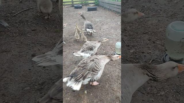 Ещё одна гусыня решила стать мамочкой☝
