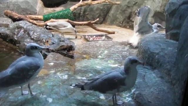 Машут крыльями.avi