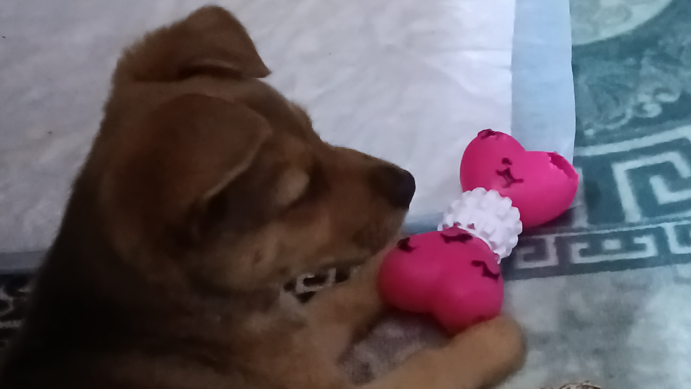 МАРИСЮШКА ПОСКАКУШКА 🐶