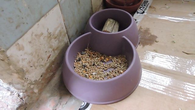 Растут цыплята (1)