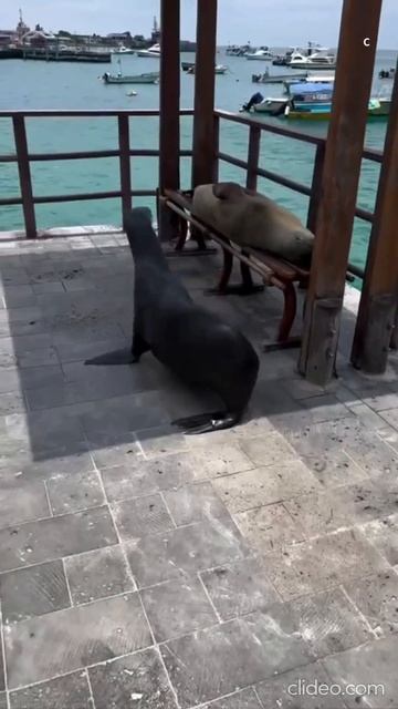 Морские котики на Галапагосских островах спят на лавочках как бомжи