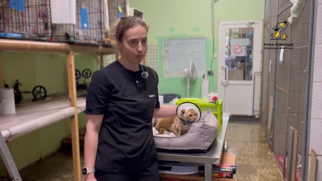 Близится к завершению лечение Гаспара. Поддержать⬇️