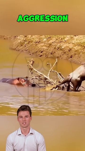 S_VA9vmuziU - Between Predator and Protector： The Wildebeest’s Second Chance #shorts #animals #croco