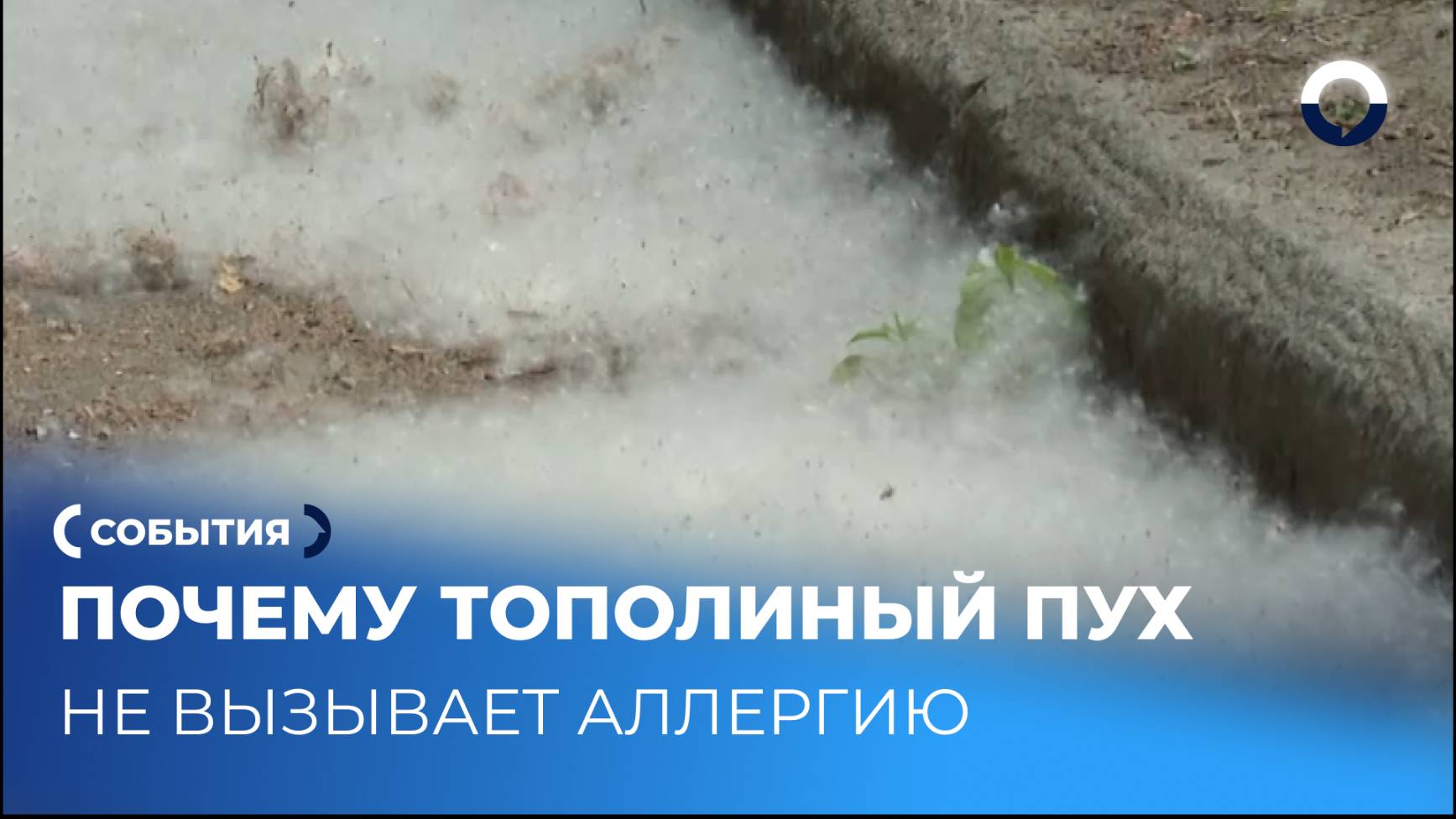 Почему в городе так много тополиного пуха