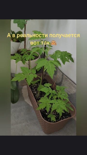 Ожидание и реальность. Томат на балконе