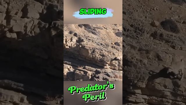 VW35JNSTN3E - Predator’s Peril： The Snow Leopard, the Goat, and the River’s Wrath #shorts #animals #