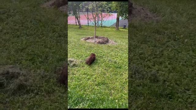 Первая прогулка