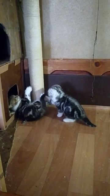 VID_20250611_114939 котята