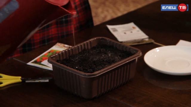 Как вырастить рассаду ягод: очередной выпуск программы "Нескучный сад"