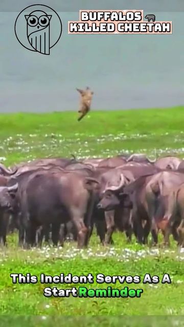 9n7YaBLNobE - Wild Reckoning： Buffalos Triumph Over Cheetah in an Unexpected Encounter #shorts  #ani