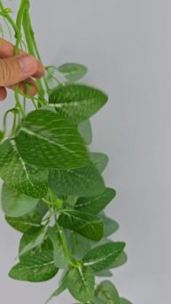 Ампельная фиттония Венди