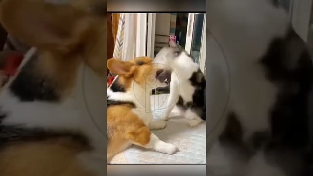 A8gbbSljOFs - Unusually funny incidents from the lives of cats and dogs #shorts #funny #cat #pets #f