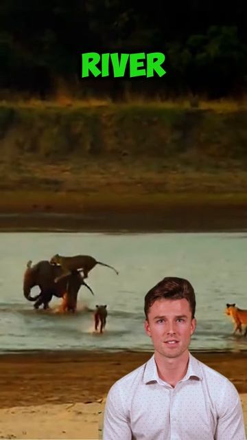 -CJ_cg-lr18 - Elephant vs group of lions： Who is the winner？ Part 2 #shorts #animals #elephant