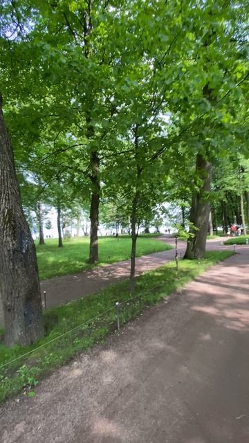 Петергоф. Путешествие в нескольких частях.
Часть 12
🌳🌳🌳🌳🌳🌳🌳🌳🌳🌳🌳🌳