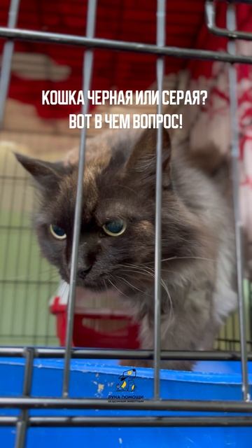 Так какого цвета кошка? Поддержать⬇️