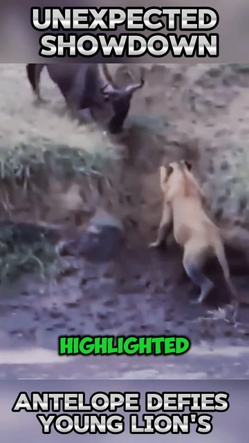 TxSCB4JCV80 - ＂Unexpected Showdown： Antelope Defies Young Lion's Predatory Ambitions＂ #shorts  #anim