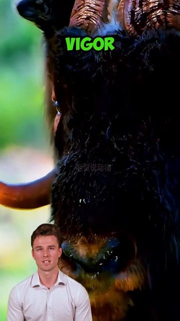 4kR4V8-qC0M - Rise of a New Leader： Jack’s Victory Over the Herd #shorts #animals #wildlife #wildlif