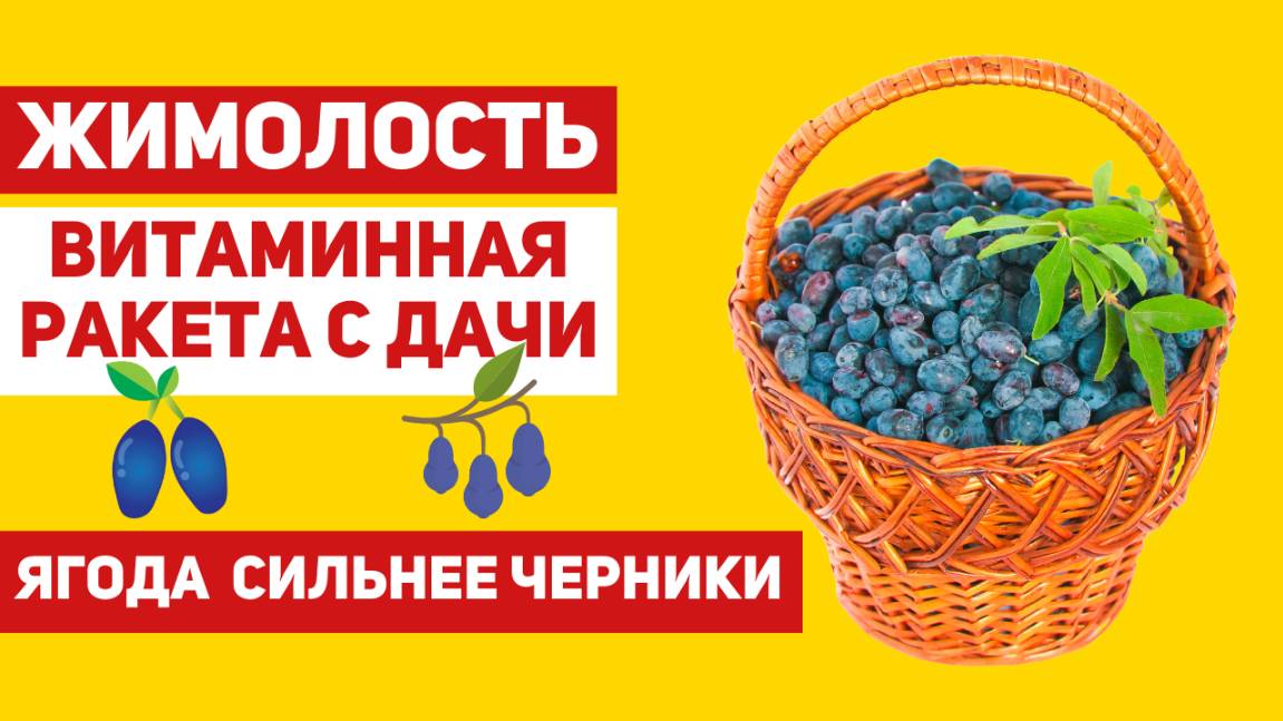 Почему жимолость должна быть на нашем столе каждое лето