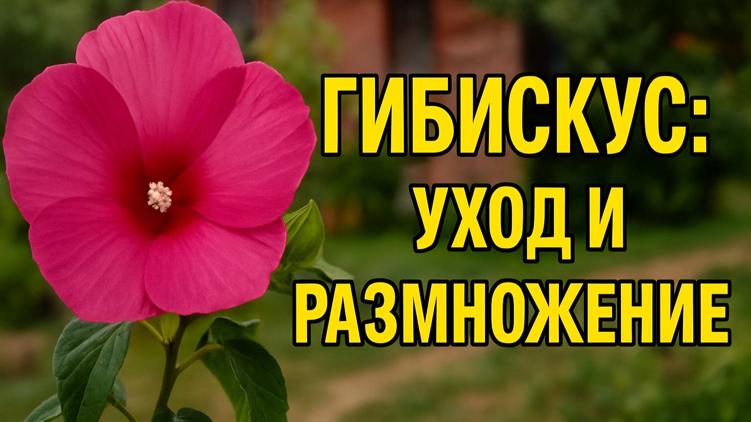 Гибискус как с картинки! Размножаю и ухаживаю легко!