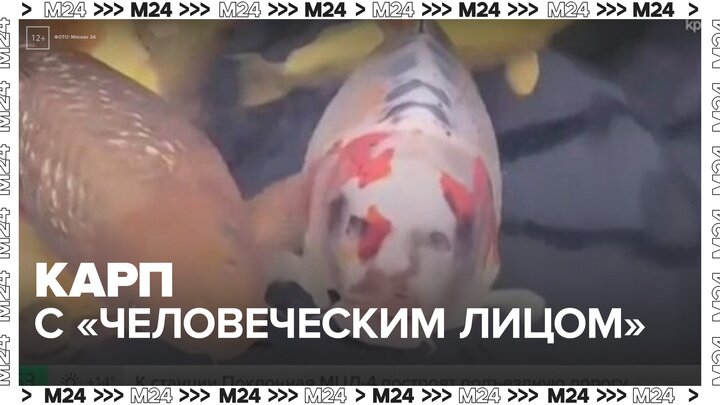 Карп с "человеческим лицом" стал звездой интернета в Великобритании - Москва 24