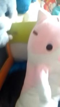 МОЙ КОТ ВЫРАС🤩🤩