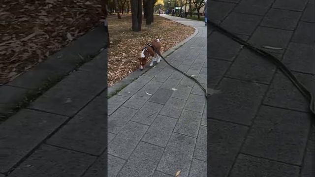 VID-20240917-WA0018.mp4