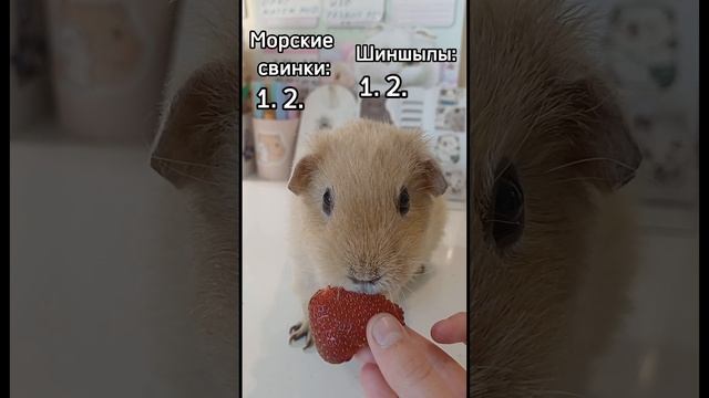 Морские свинкиVSШыншылы кто лучше?