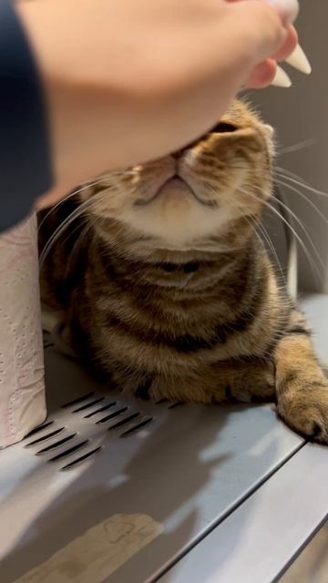 Шотландская вислоухая кошечка 🐈