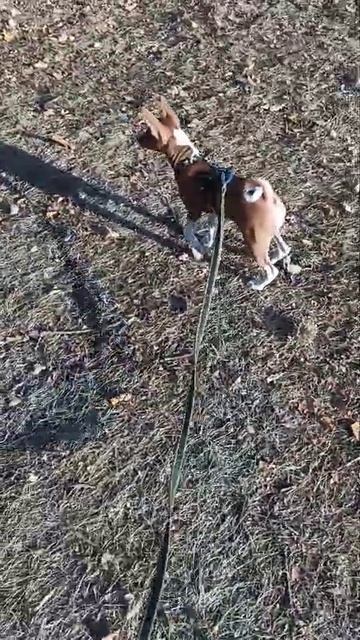 VID-20240917-WA0014.mp4