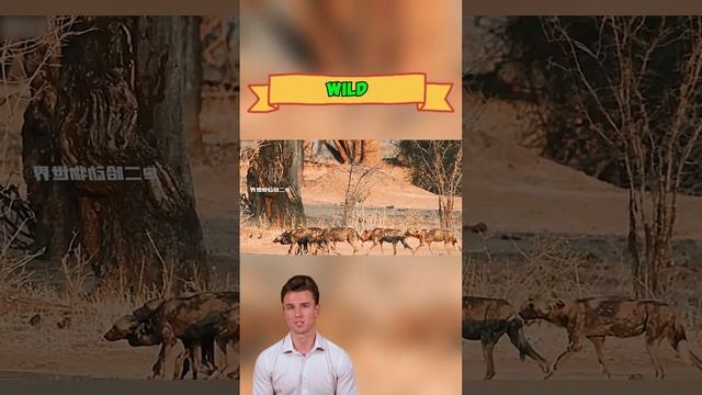 -XNzA29_JA0 - Wild Dogs vs. Baboons： A Harsh Reality of the Wild #shorts  #animals #wildlifetales #w