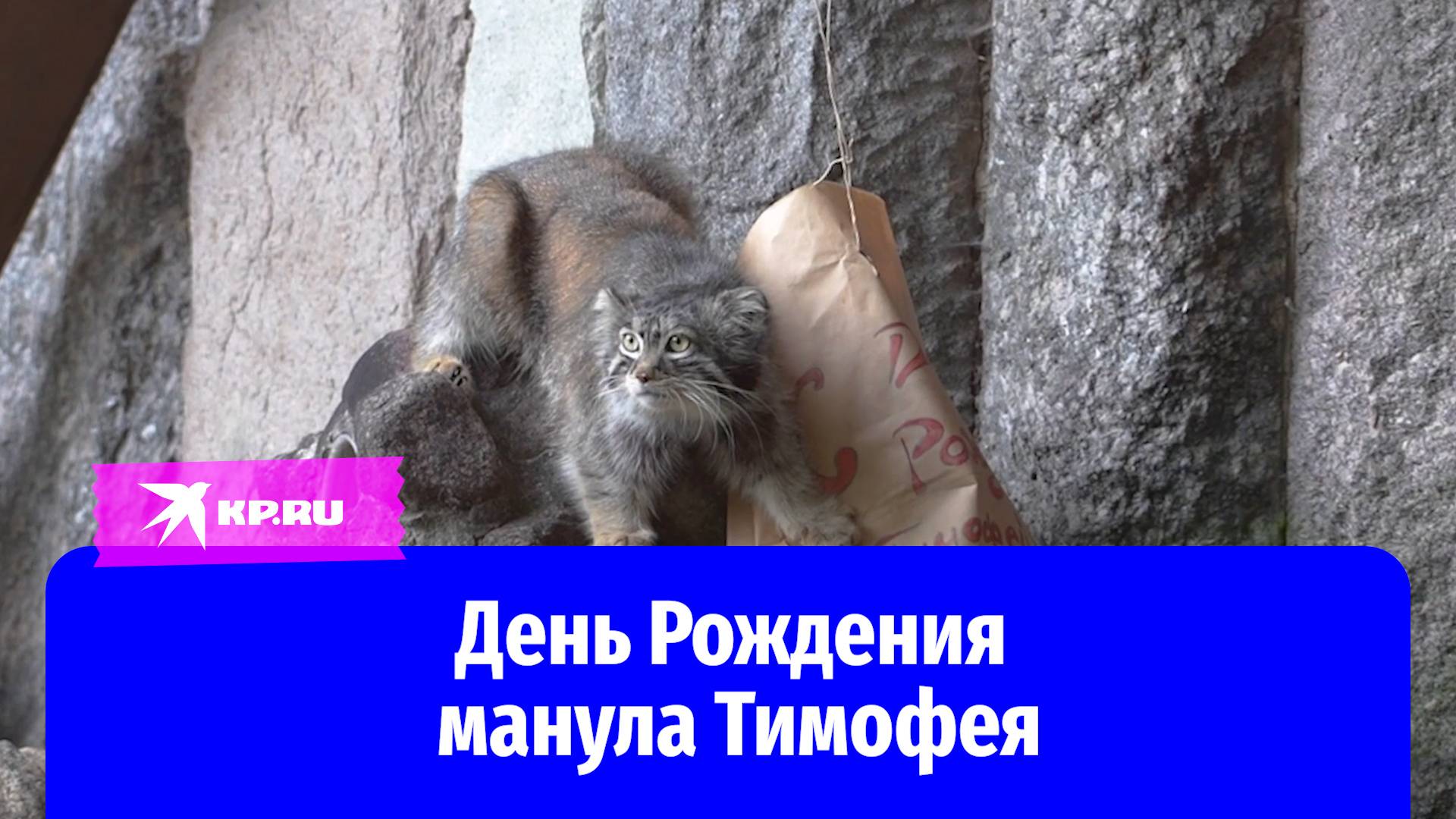 Символ Московского зоопарка манул Тимофей отпраздновал День Рождения